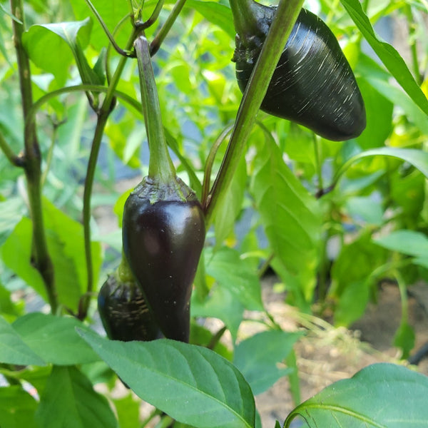 Jalapeno Pepper - Black - (1 Plant)