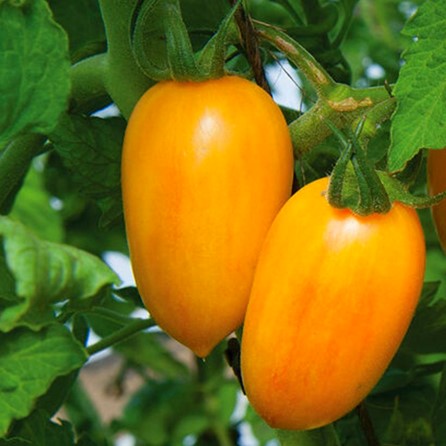 Tiger Tomato - Blush Yellow - (1 Plant)