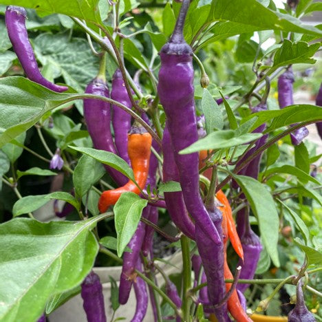 Buena Mulata Pepper (1 Plant)