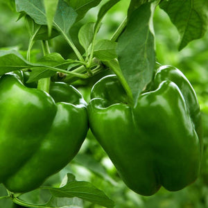 Bell Pepper - California Wonder Green - (1 Plant)