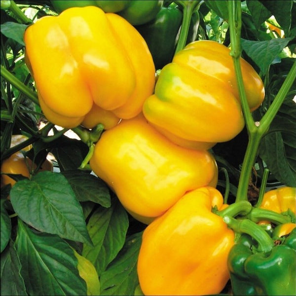 Bell Pepper - Yellow - (1 Plant)