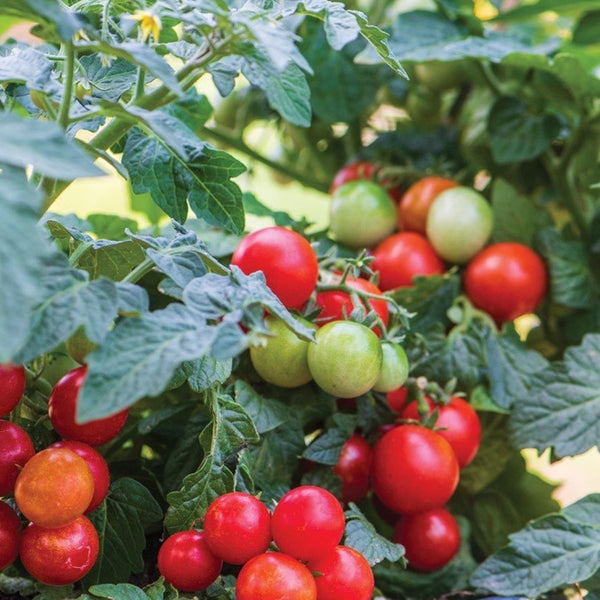 Dwarf Cherry Tomato - Red - (1 Plant)