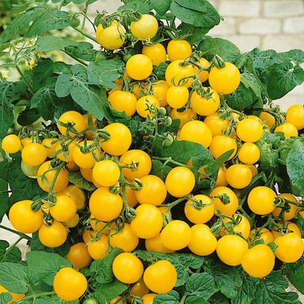 Dwarf Cherry Tomato - Yellow - (1 Plant)