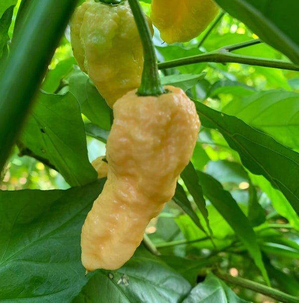 Ghost Pepper (Bhut Jolokia) Peach (1 Plant)