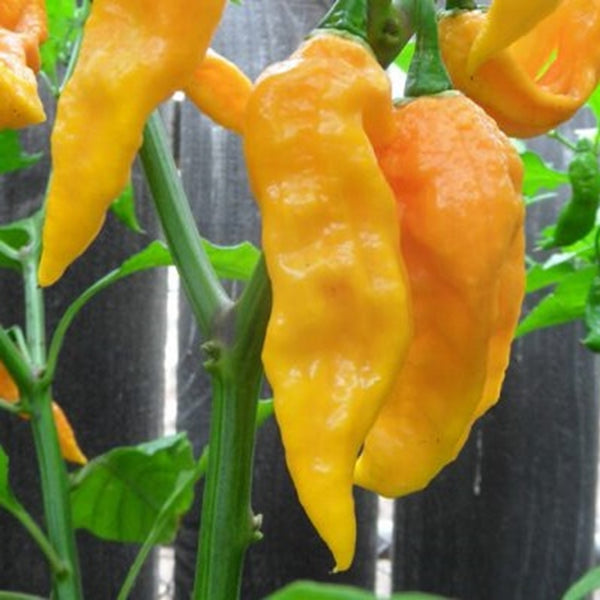 Ghost Pepper (Bhut Jolokia) Yellow (1 Plant)