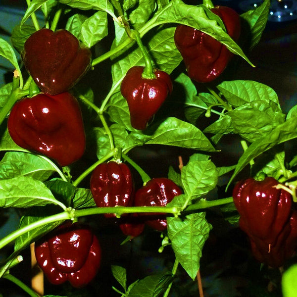 Habanero Pepper - Chocolate - (1 Plant)