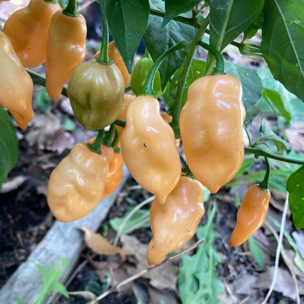 Habanero Pepper - Peach - (1 Plant)