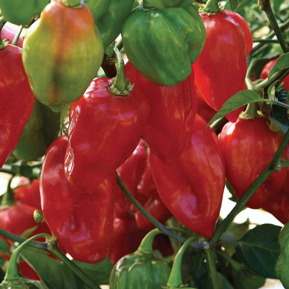 Habanero Pepper - Red - (1 Plant)