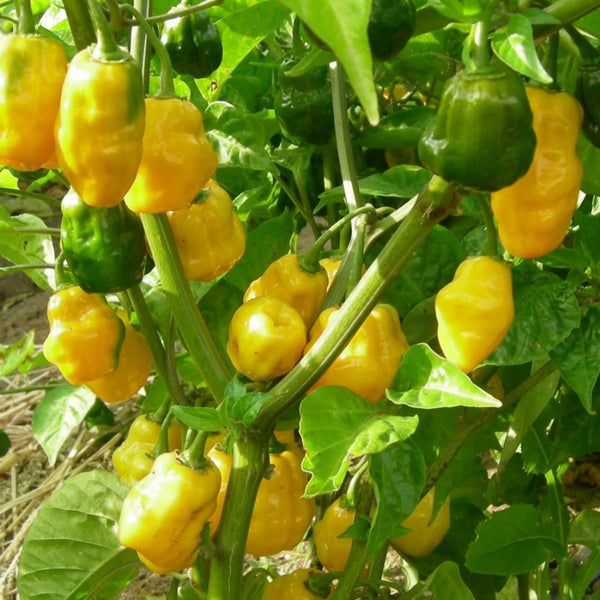 Habanero Pepper - Yellow - (1 Plant)