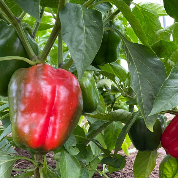 Bell Pepper - King of the North - (1 Plant)