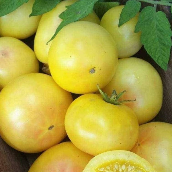 Thorburn’s Lemon Blush Tomato (1 Plant)