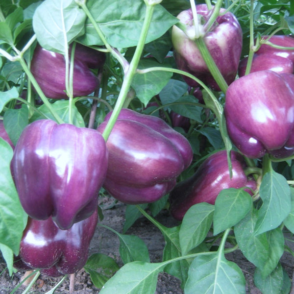 Bell Peppers - Purple - (1 Plant)