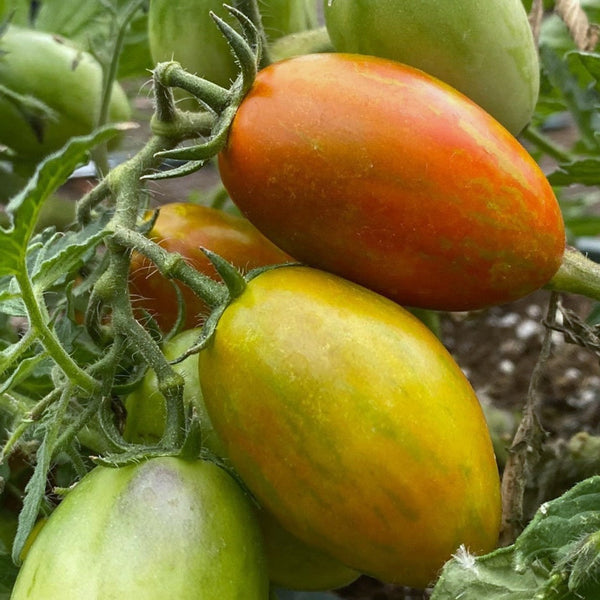 Tiger Tomato - Lucky Green - (1 Plant)