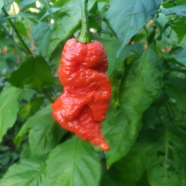 Ghost Pepper (Bhut Jolokia) Red (1 Plant)