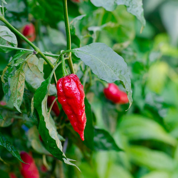 Ghost Pepper (Bhut Jolokia) Red (1 Plant)