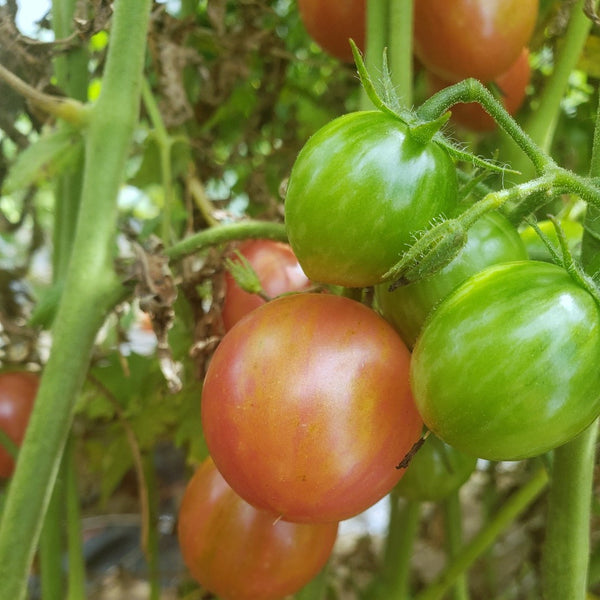 Bumblebee Cherry Tomato - Pink - (1 Plant)