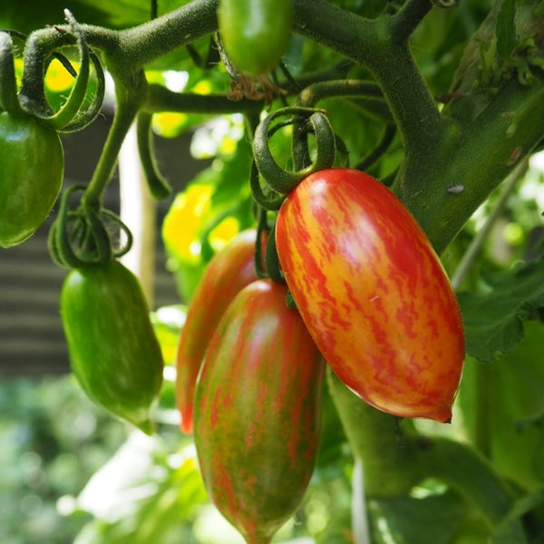 Tiger Tomato - Pink - (1 Plant)