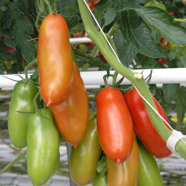 San Marzano Tomato (1 Plant)