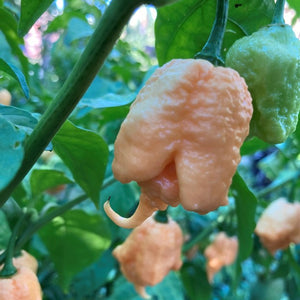 Trinidad Scorpion Butch T Pepper - Peach - (1 Plant)