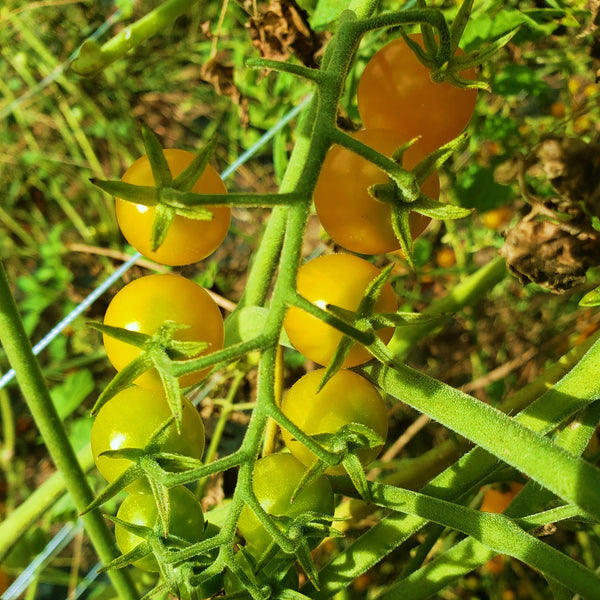 Sun Gold Cherry Tomato (1 Plant)