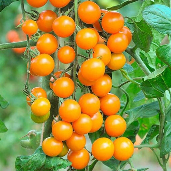 Sun Gold Cherry Tomato (1 Plant)