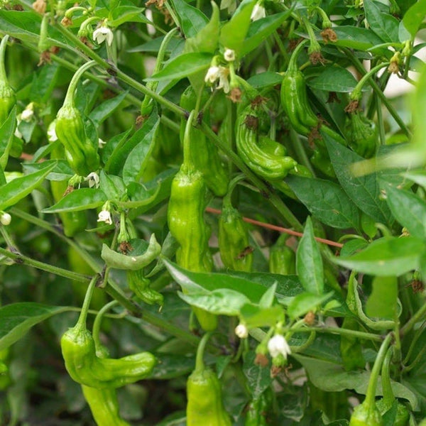 Shishito Pepper (1 Plant)