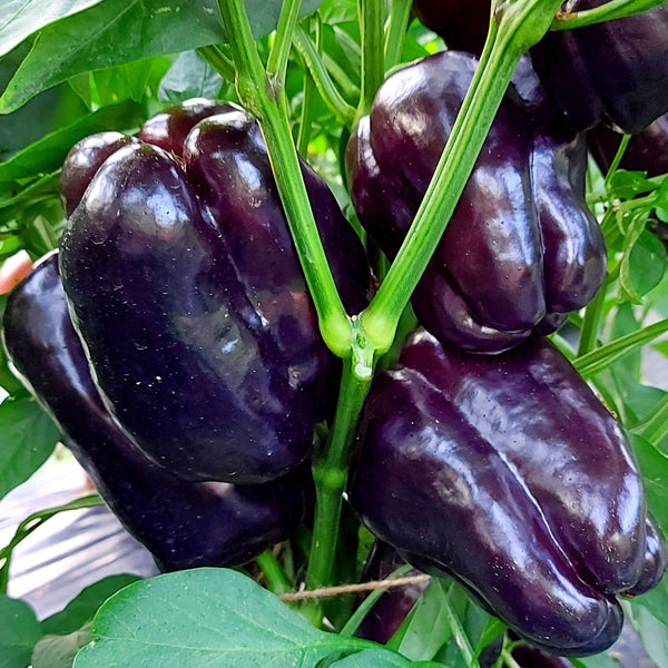 Bell Pepper - Black - (1 Plant)